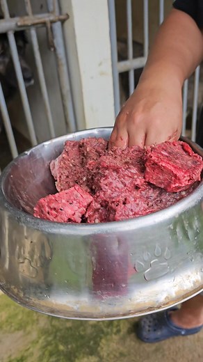 SUPER our oldest Caucasian Ovcharka turning 9 yo. | Supero Dog Farm