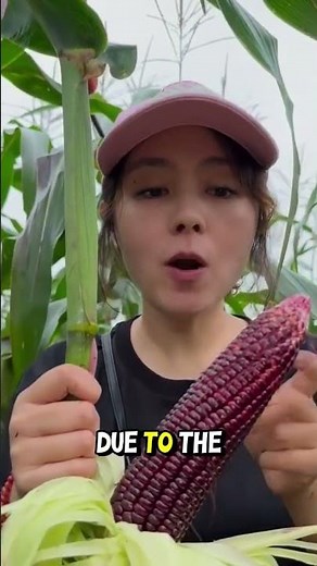The Development of Red Ruby Corn Variety 😲 #unique #rare #rarefruits
