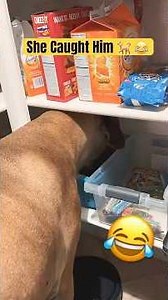 She Caught her Dog in the pantry #subscribe #dogshorts #viralvideo #dogvideos