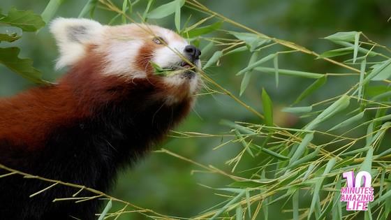 Red Panda Feeding on Bamboo