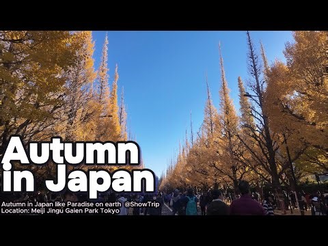 (HD4K) Explore Japan’s beauty with ShowTrip on YouTube! 🌸🎥 #ShowTrip