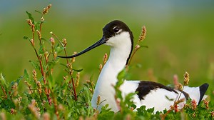Best shots from Czech nature