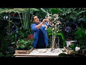 Lunaria or Lunaria annua - Bricomanía - @Jardinatis