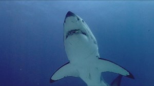 Shark Attack - Movie | Stream Free