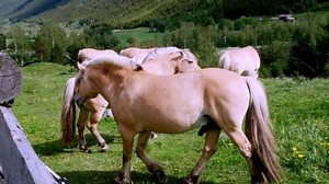 Beautiful fjord stallion and mare in mating ritual among grazing horses on green grass in mountainside pasture in Norway.