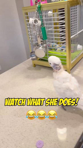 I have no idea why I think this is the funniest bird clip ever! #Cockatoo #parrot #cockatoos #rescue #birds #parrots #birdsofinstagram #parrotsofinstagram #parrotsofig #birdlife | Lucky Lou and Coco Too