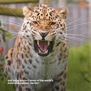 Conservation Commitment 🧡 By becoming a member of the Big Cat Sanctuary you're contributing to our Big Cats in Crisis campaign 🌍 Join us in saving these magnificent animals. Become a member on our website today and make a meaningful impact. Join us now! 🦁🐾 | The Big Cat Sanctuary