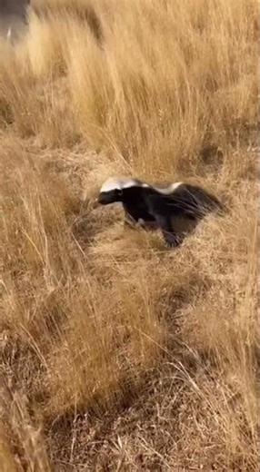 Wildest Animal Kicks & Instant Regret! 🦏🦓 #wildlife #nature #animals #shorts