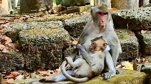 💕Happy family. Mom Jane and her daughter Jonna💕. | Stop Abuse to Baby Monkeys