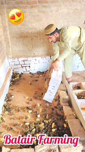 4.2M views · 127K reactions | Day1: Murgi Farming  #fbreels2025ツ #fbreelsfypシ゚viralシ #viralpost2025シ #facebookreelsviral #trendingreelsvideo #trend #birds #pets #viralchallenge | Israr Ghaffar | Facebook