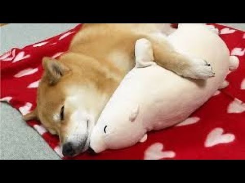 【かわいい】疲れた心を癒してくれる♡柴犬と子犬の映像集🐶【ペット】