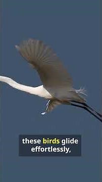 The Secret Weapon of the Great Egret Revealed!