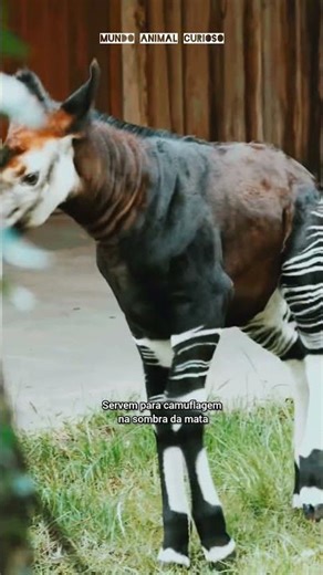 OCAPI. #curiosidades #bichos #animais