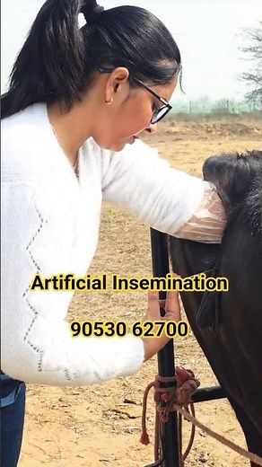 Artificial Insemination Process in Cattle Practical Demonstration | Start Your Own Livestock Career