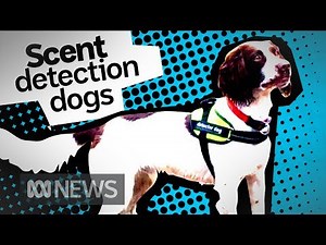 It’s not just drugs, sniffer dogs can find water leaks and quolls too | ABC News