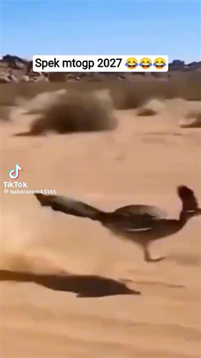 bbbbb (@gasg334)’s videos with original sound - usama ali 😇