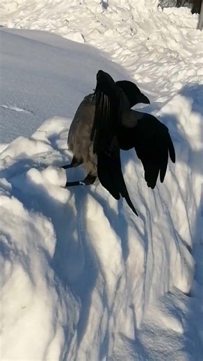 Ворона Толстячок всегда возле меня / Male crow Fatty is always near me