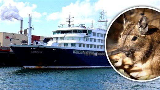 Drama op cruiseschip door hantavirus: zo gevaarlijk is het