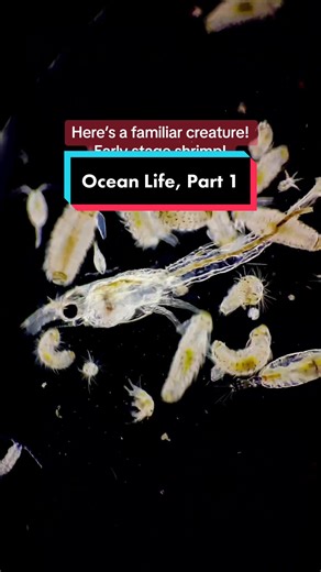 It was my first time taking a look at ocean water. I had the privilege of using a plankton net provided by the San Francisco Microscopy Society to capture some organisms to view under the microscope. The sheer diversity of microorganisms astounded me, and the strange biology of these organisms made me feel like I was observing an alien world. They have the strangest structures, yet seem so mysterious and beautiful. I literally watched these samples for hours under the microscope. #microscope #mi