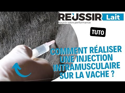 [TUTO] Comment réaliser une injection intramusculaire sur la vache ?