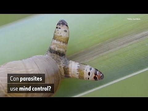 Can parasites use mind control? | Natural History Museum
