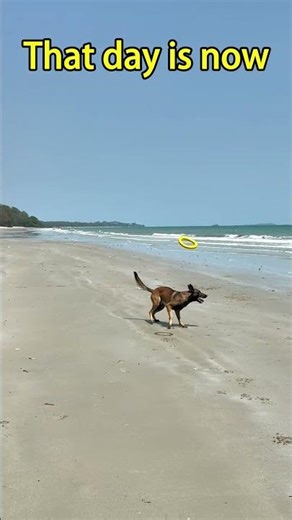 One day… a dog will control the Matrix…