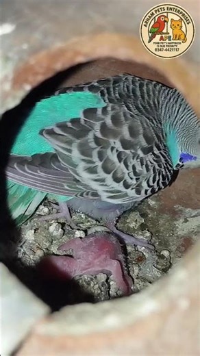 Budgies Parrots Female with Chicks #birds #breedingpair #arhambirds #parrot #breeding