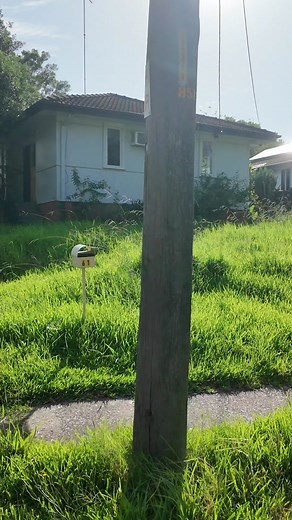 Neighbours Sent me an SOS! Government Housing Cleanup | Tim the Lawn Mower Man