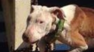 Police urge people to stay away from home of dog with ribs showing