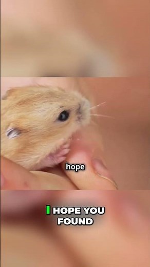 Understand Your Hamster Sounds & Behaviors Explained