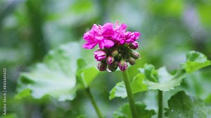 Radiant Pink Geraniums in the Rain with Lush Green Backdrop and Withered Twigs