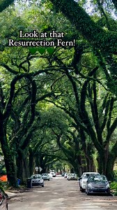Beautiful canopy of live oaks bursting with resurrection fern 💚⚜️🌳 #neworleans #neworleanslife #onetimeinnola #neworleanshomes #myneworleans | Heather Elizabeth Designs New Orleans Jewelry & Accessories