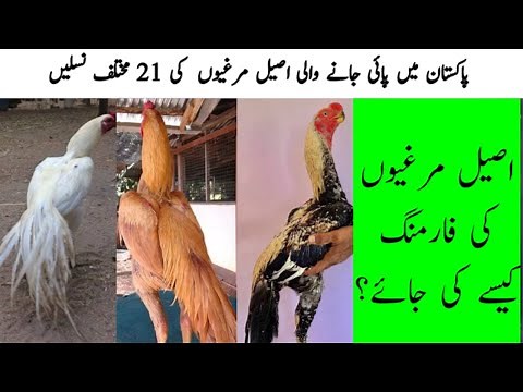 Aseel Hen | 21 Famous Breeds and Types Found in Pakistan| Aseel Murga Breeding and Farming Tips
