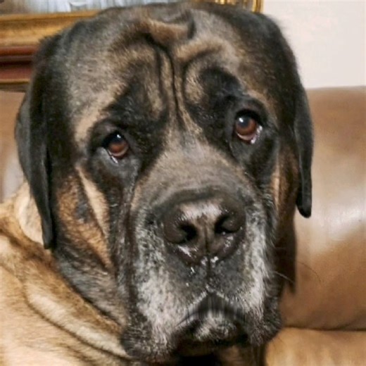 16K reactions · 1.5K shares | The scene unfolded like a wildlife documentary from the Discovery channel. * Mama said to tell ya'll that she wasn't going to hurt it with the shovel... | Hogan's Adventures | Facebook