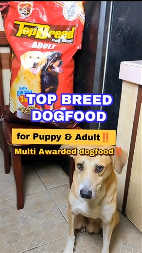 Topbreed Dogfood for Puppy & Adult Doogfood Topbreed 20kilo 20 kilo dogfood topbreed for puppy & adult Dogfood for Shihtzu, chihuahua, Pomeranian,and etc Awarded dogfood Nutritious Dogfood #20kilodogfoodtopbreedfpradult &puppy #Topbreeddogfoodforadult #TopbreeddogfoorforPuppy #Dogfoodrecommendednutritios #Nutritiousdogfood