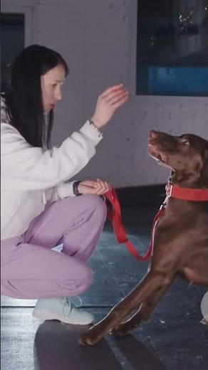 The 5 Essential Dog Commands (and HOW to teach them)