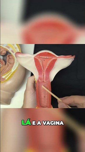 Uterine Anatomy - Cavity and Structure Details!