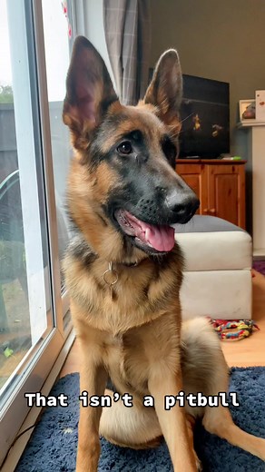 Ultimate Guide to German Shepherds: Characteristics and Training Tips