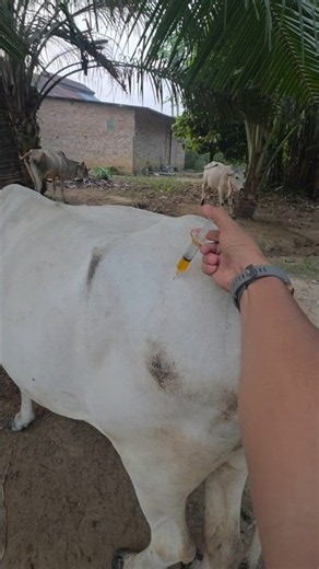 Penyuntikan vitamin lengkap pada sapi