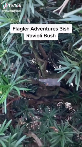 If you were the girl who saw me filming this, don’t @ me. #flaglercollege #college #collegelife