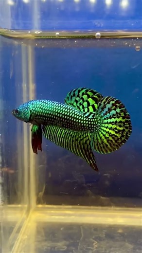 Premium Grade Green Alien Betta available at xotic aquatics (Mumbai)