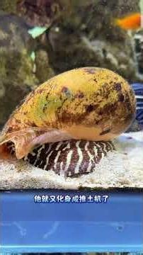 The behavior of these marine creatures is just too absurd…