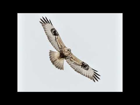 Gracie’s Wisconsin Bird Sounds: Rough-legged Hawk