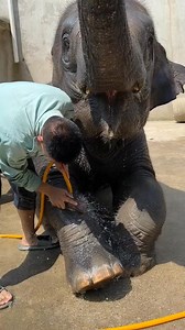 141K views · 4.9K reactions |  Feel the power and beauty of elephants in the zoo  #ElephantKingdom #ZooMagic #WildlifeLovers | ZooCrew | Facebook
