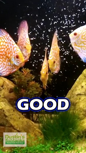 6.3K views · 61 reactions | How to Grow WHITE WORMS to feed your DISCUS! They love them and they are good for them! What are you feeding your Discus? Steve throwing knowledge! TANK ON! #discus #feedingdiscus #whiteworms #discusfish #discusfood #fish #aquariumfish #freshwaterfish #fishtank #howto #feedingfish #food #fishfood | Dustin's Fishtanks | Facebook