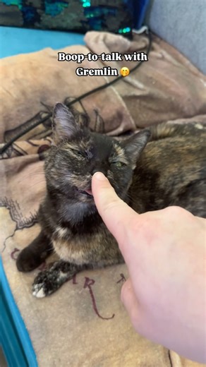 32K views · 2.4K reactions | I didn’t know my tortie model came with this feature! ​ ​#catladytails #boopmynose #tortiecats #catswiththeirtonguesout #catreel | Gremlin the Blep Cat - Cat Lady Tails | Facebook