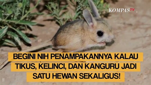 Mengenal Jerboa, Hewan Mirip Tikus, Kelinci, dan Kangguru Sekaligus yang Bisa Lompat hingga 3 Meter