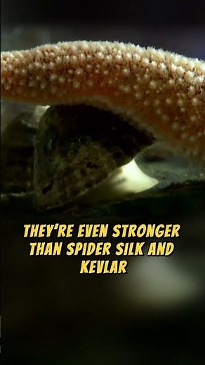 Limpet Teeth: The Strongest Natural Material on Earth!