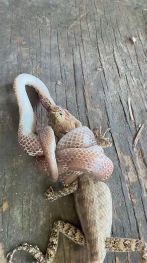 Ecosystem Lizard vs Common Wolf Snake #reels