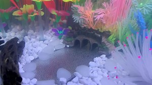 Watch Underwater River with Air Pump Small on Amazon Live